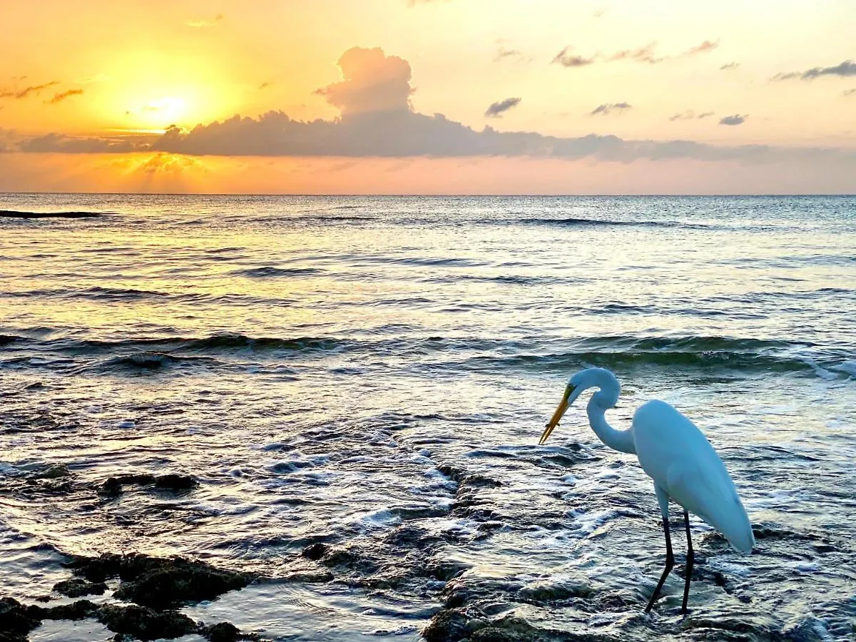Crescent Point #9: 3Bed Condo Dog City Cayman-øerne